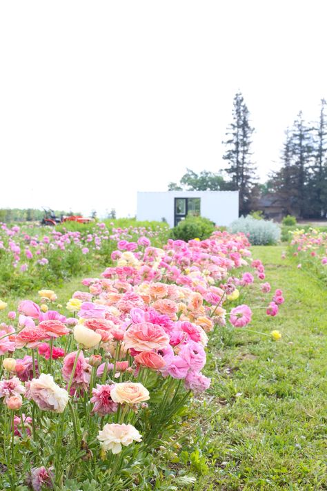 Farming Flowers, Flowers Business, Flower Farms, Farming Life, Flower Farming, Cut Flower Farm, Texas Farm, Farm Family, Garden Flower Beds