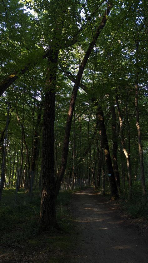 Forest Woods Aesthetic, Forest Nature Wallpaper, Taking A Walk Aesthetic, Nature Girlie, Forest Aesthetic Wallpaper, The Woods Aesthetic, Phone Wallpaper Green, Green Forest Wallpaper, Walking In Forest