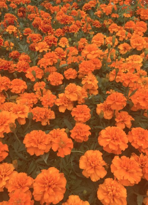 Color Orange Aesthetic, Orange Colour Aesthetic, Orange Aesthetic Cute, Carnation Aesthetic, Orange Carnations, Flowers Carnations, Orange Icons:), Aesthetic Orange, Purple Wallpaper Iphone