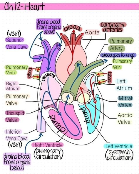 Cardiac Physiology 👨‍⚕️🏃‍♂️‍➡️ Follow @medquizzone for more medical insights : : : : : : : : : : : #usmle #plab #cardio #cardiacnurse #cardiachealth Anatomy Notes Ideas, Gastrointestinal System Notes, Physiology Notes Medical Students, First Aid Notes, Cardiothoracic Surgery Notes, Anatomy Class Notes, How To Pass Anatomy And Physiology, Surgeon Study Notes, Cardiac Sonographer Aesthetic