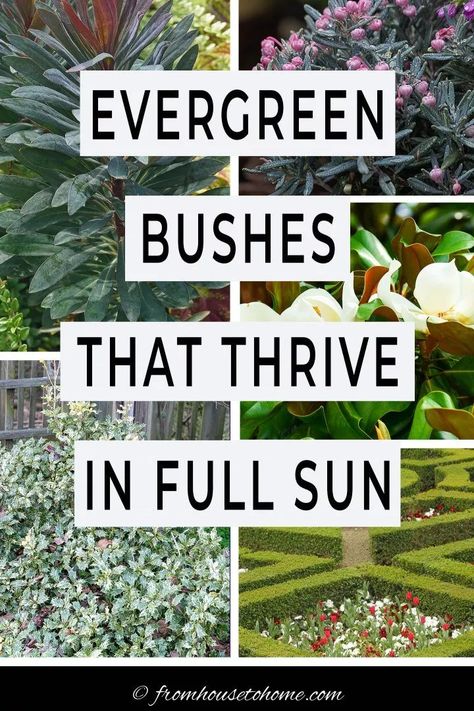 Evergreen Shrubs Full Sun, Shrubs For Full Sun, Evergreen Bushes, Full Sun Landscaping, Full Sun Garden, Drought Tolerant Shrubs, Shrubs For Landscaping, Full Sun Shrubs, Evergreen Landscape