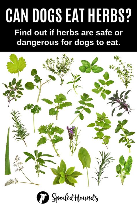 Can dogs eat herbs? Keep your dog safe and find out what you need to know about fresh herbs for dogs on Spoiled Hounds. #herbs #pets #dogsafety #doghealth #dogs #doglovers #doginformation #dogownertips #pethealth Herbs For Dogs, Dog Coughing, Types Of Herbs, Dog Health Tips, Oils For Dogs, Dog Nutrition, About Dogs, Dog Health Care, Dog Care Tips