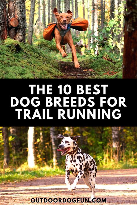 What makes a specific dog breed good running partners? You need to match the right dog to your preferred outdoor activity. Based on body type, temperament, and fur, here are the 10 best dog breeds for trail running. #running #dogs #trailrunning Trail Running With Dogs, Running With Dog, Running Body, Athletic Dogs, Trail Dog, Top Dog Breeds, Dog Running, Best Dogs For Families, Biking With Dog