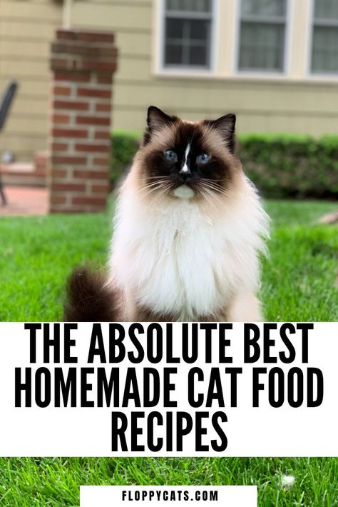 A Ragdoll Cat sitting and the pin title says The Absolute Best Homemade Cat Food Recipes Cat Food, Pandas, Diy Cat Food Recipe, Easy Cat Food Recipe, Homemade Cat Food Recipes, Food Surprise, Raw Cat Food Diet, Homemade Cat Treats Recipes, Cat Food Recipes