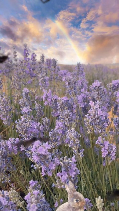 It's all your favourite Aesthetic Lavender Wallpaper, Aesthetic Lavender, Lavender Wallpaper, Larkspur Flower, Delphinium Flowers, Field Wallpaper, Purple Flowers Wallpaper, Lavender Aesthetic, Easy Paper Crafts Diy