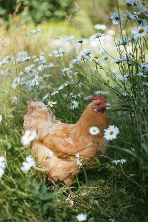 Abandoned Farmhouse, Tattoo Animal, Cottage Aesthetic, Future Farms, Lambada, Wallpaper Nature, Hobby Farms, Birds Tattoo, A Chicken