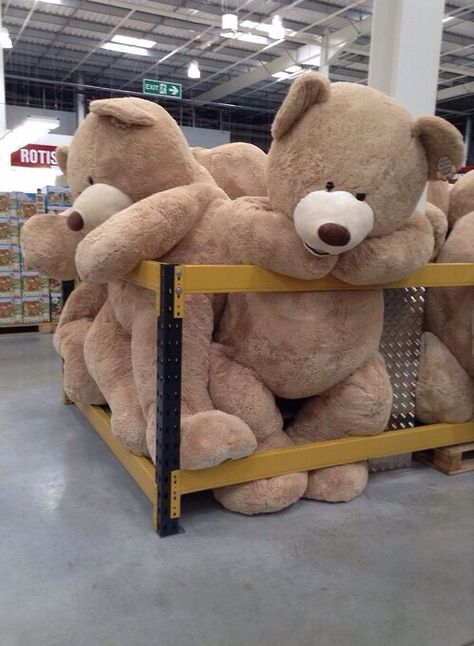 Bear Tumblr, Huge Teddy Bears, Big Teddy Bear, Big Teddy, Giant Teddy Bear, Giant Teddy, Love Bear, Cute Teddy Bears, Birthday Wishlist