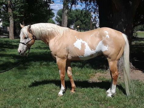 Appaloosa Horses For Sale, Paint Horses For Sale, Quarter Horses For Sale, Pinto Horses, Horse Markings, Johannes Gutenberg, American Paint Horse, Paint Horses, Pinto Horse