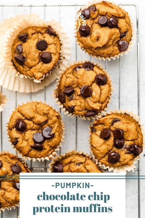 Pumpkin Chocolate Chip Protein Muffins made in the blender with oats, pumpkin, Greek yogurt, protein powder, pumpkin spice, and chocolate chips! High protein and low carb and only 122 calories with 7 grams of protein per muffin! Greek Yogurt Protein Powder, Pumpkin Greek Yogurt, Chocolate Chip Protein Muffins, Healthy Pumpkin Chocolate Chip Muffins, Yogurt Protein Powder, Greek Yogurt Oatmeal, Pumpkin Protein Muffins, High Protein Muffins, Yogurt Protein