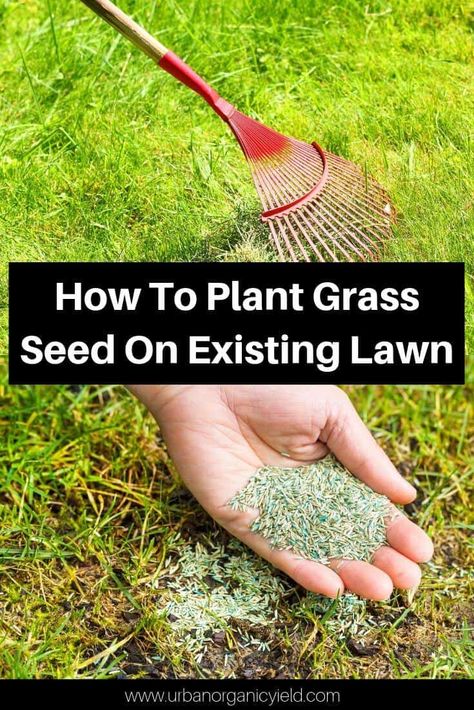 Grass Planting Ideas, How To Over Seed Your Lawn, Replanting Grass Lawn, Grass Maintenance Lawn Care, Lawn Maintenance Tips, Can You Plant Grass Seed In The Fall, How To Lay Grass Seed, Green Grass Tips Lawns, Grass Care Tips Green Lawn