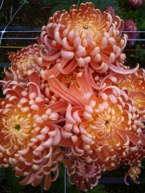 Kiku or mum  Ancient flower cultivated into thousands of artful categories Www.Kingsmums.com Apricot Alexis Crysantenum Flower, Ancient Flowers, Kiku Flower, Mum Flowers, Mum Flower, Japanese Chrysanthemum, Asian Flowers, Piskel Art, Mums Flowers