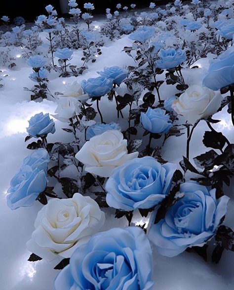 Blue Snow Wallpaper, Snow Aesthetic Blue, Blue Snow Aesthetic, Frozen Roses, Blue And White Roses, Snow Rose, Pretty Flowers Pictures, Blue Roses Wallpaper, Frozen Rose