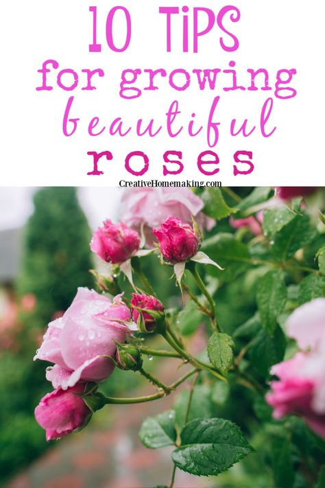 Roses Garden Care, Roses Growing, Rose Plant Care, Tattoo Plant, Rose Garden Design, Diy Rose, Rose Care, Survival Gardening, Growing Roses