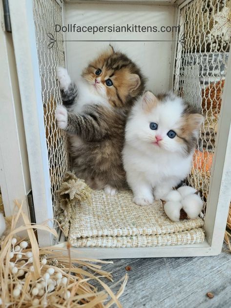 Beautiful Pets, Baby Pets, Persian Kittens, Söt Katt, Baby Horses, Baby Animals Pictures, Cute Cats Photos, Strange Places, Baby Kittens