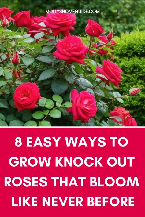 Looking to enhance your garden with beautiful knock out roses? Learn the best techniques on how to grow knock out roses successfully. Discover expert tips and tricks for planting, watering, pruning, and caring for these vibrant flowers. Transform your outdoor space with stunning blooms that will brighten up any landscape. Whether you're a beginner or experienced gardener, this step-by-step guide will help you cultivate healthy and thriving knock out roses in no time! Roses Planting Tips, When To Trim Rose Bushes, Planting Roses Flower Beds, Knock Out Roses Care, How To Care For Roses, Rose Planting Ideas How To Grow, Knockout Roses Care, Pruning Knockout Roses, Knockout Rose Tree