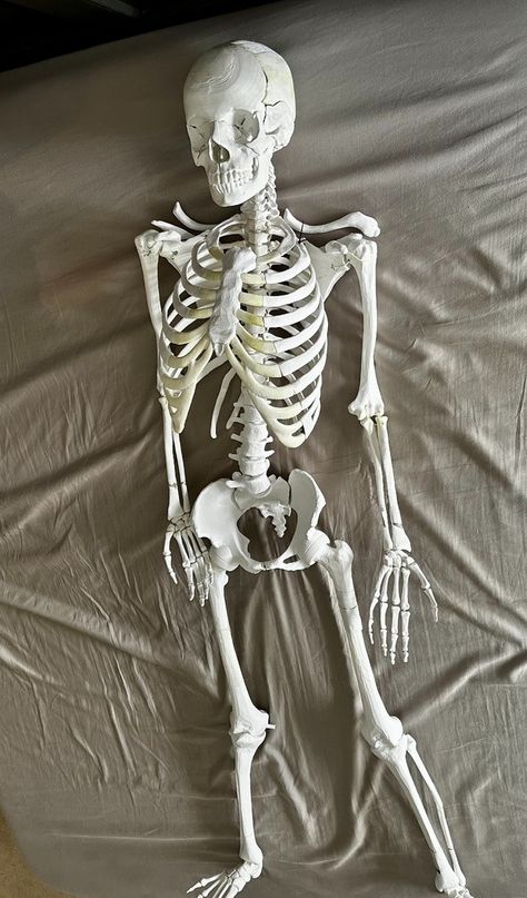 Human Ribcage (to complete the DaveMakesStuff skeleton) by DuoMaxwell - Thingiverse Human Rib Cage, Small Skeleton, Skeleton Human, Skeleton Model, Human Sculpture, The Skeleton, Skeletal, Rib Cage, School Projects