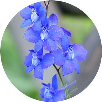 We compiled 41 blue flowers and their care instructions. Traditionally, an emblem of peace and calm, blue can bring some serenity to your backyard. Types Of Blue Flowers, Shade Annuals, Larkspur Flower, Types Of Blue, Trailing Flowers, Delphinium Flowers, Shade Flowers, Planting Hydrangeas, Cut Flower Garden