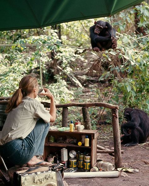 National Geographic Society en Instagram: “Did you know that today’s #WorldChimpanzeeDay is the anniversary of when #JaneGoodall first arrived in what is now Tanzania's Gombe…” Primatology Aesthetic, Retro Hiking, A Well Traveled Woman, Wildlife Biologist, Jane Goodall, A Monkey, Animal Sanctuary, Wildlife Conservation, Environmental Science