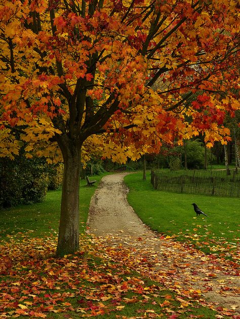 <3 Autumn Scenes, Autumn Scenery, Dirt Road, Autumn Beauty, Fall Pictures, Autumn Landscape, Lombok, Beautiful Tree, Autumn Trees