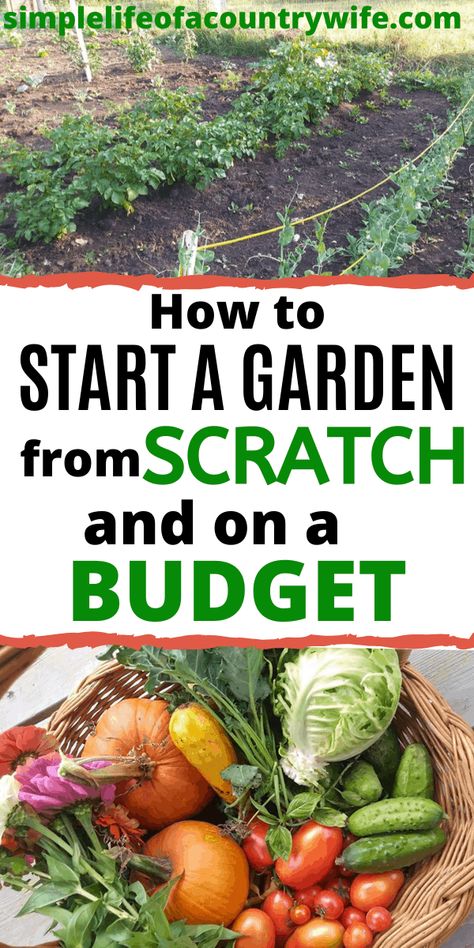 How To Be A Homesteader, How To Start A Home Garden, Garden On A Budget Diy, Start Garden In Backyard, How To Start A Vegetable Garden Diy, How To Start Vegetable Garden, How To Plan A Garden For Beginners, How To Start A Small Garden, How To Start Gardening