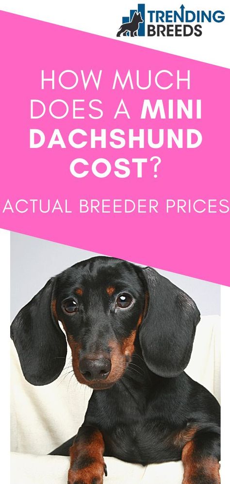 Miniature dachshunds are a lot of fun packed into a tiny package. If you are thinking about getting one, you can either buy from a breeder or adopt from a shelter. Either way, it’s a good idea to know how much they cost. How much does a Mini Dachshund cost? Mini Dachshund Puppies For Sale Near Me, Mini Dushshund, Mini Daschund Puppy, Breeding Dachshunds, Mini Dachshund Clothes, Mini Dapple Dachshund, Miniature Dachshund Breeders, Mini Weiner Dog, Miniature Daschund