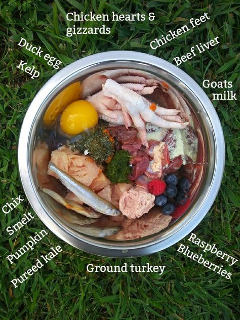 Essen, Cheap Raw Food Diet For Dogs, Dog Barf Diet, Half Kibble Half Raw Diet For Dogs, Puppy Raw Food Recipes, Dog Meal Plan, Raw Food Diet For Small Dogs, Barf Diet For Dogs Food Recipes, Raw Meat For Dogs