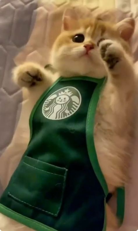 Starbucks Uniform, Cutest Cats Ever, Cat Dressed Up, Happy Stuff, Cat Reference, Adorable Cats, Funny Cat Pictures, Drawing Base, Cat Pics