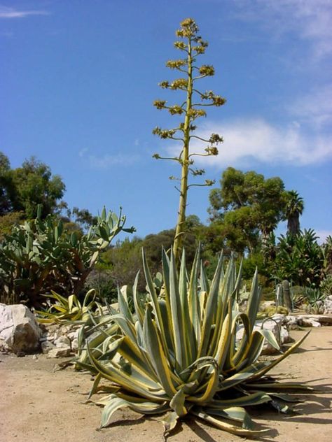 Agave americana 'Marginata' is a large, solitary, or slowly-clumping succulent that forms beautiful rosettes of gray-green leaves with cream to yellow stripes along the margins. #agave #succulent #succulents #cactiandsucculents #succulentopedia #worldofsucculents #bloomingsucculent #succulentflower Agave Americana, Cactus Bloom, Blooming Succulents, Century Plant, Animal Studies, Painting Reference, Hibiscus Plant, Plants Are Friends, Agave Plant