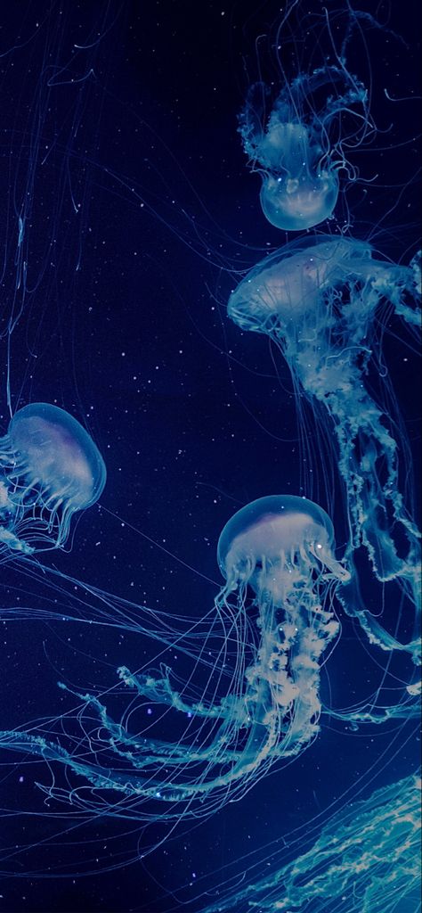 Pretty Jellyfish, Halloween Home Decor Ideas, Sea Life Wallpaper, Jellyfish Pictures, Wallpapers For Living Room, Designs Wallpaper, Underwater Wallpaper, Wallpaper For Living Room, Wallpaper Store