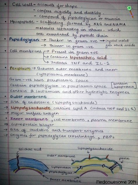 Medicowesome: Cell wall of gram positive and gram negative bacteria notes Bacteria Notes, Cell Biology Notes, Basic Biology, Microbiology Study, Biochemistry Notes, Neet Notes, Biology Revision, Gram Negative Bacteria, Pseudomonas Aeruginosa