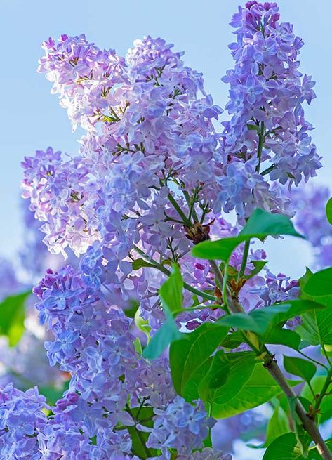 Lilac President Grevy AdStock 64983808 Lilac Flowers Aesthetic, Lilac Plants, Lilacs Flowers Aesthetic, Lilac Hedge, Lilac Photos, Lilacs Flowers, Washington Lilacs, Lilac Photography, Purple Lilac Flower