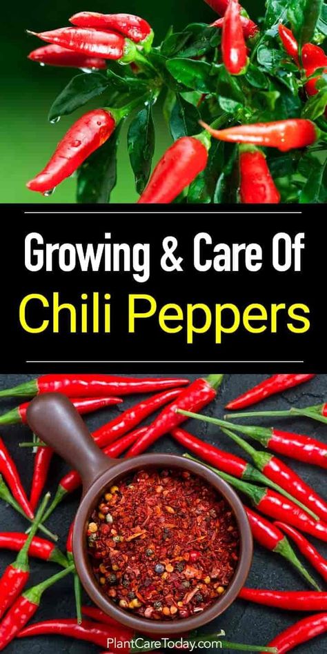 How To Grow The Chile Peppers Plant How To Grow Peppers Indoors, Growing Paprika, Pepper Farming, Growing Chillies, Growing Chili Peppers, Chili Pepper Plant, Pepper Growing, Chilli Plant, Growing Peppers