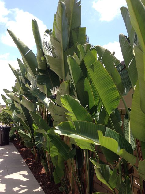 landscape, giant birds of paradise #altadelmar Banana Palm Garden, Strelitzia Nicolai Outdoor, Privacy Palms, Giant Bird Of Paradise Landscape, Palms For Privacy, Tropical Screening Plants, Banana Leaf Plant Outdoor, Travelers Palm Landscape, Birds Of Paradise Landscaping Ideas