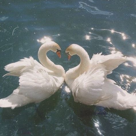 Swan Pictures, Barbie Swan Lake, Swan Painting, Swan Song, Princess Aesthetic, Swan Lake, Aesthetic Images, Christmas Aesthetic, Nature Aesthetic