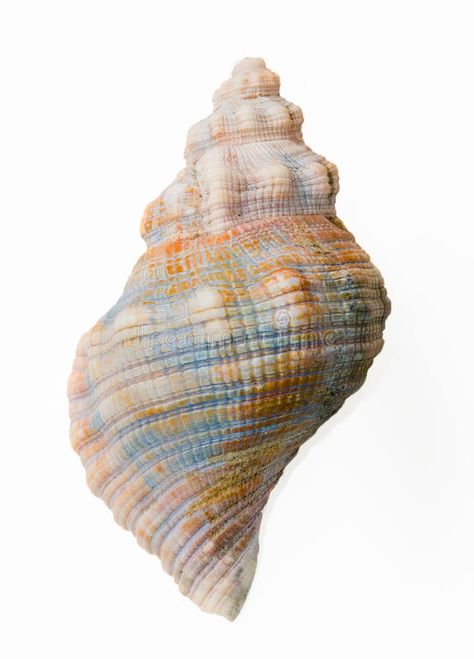 Conch shell, top view. A pretty blue and brown textured conch shell, isolated , #spon, #view, #pretty, #top, #Conch, #shell #ad Shell Top, A Level Art, Blue And Brown, Conch Shell, Shell Art, Stock Photography Free, Nature Images, Ocean Life, A Sea