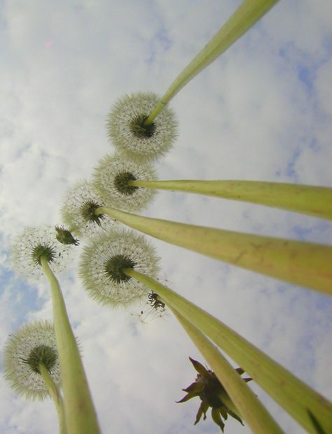 Insect View Perspective, Macro Photography Everyday Objects, Macro Fotografia, Worms Eye View, Perspective Photography, Foto Tips, Foto Art, Trik Fotografi, Interesting Photos