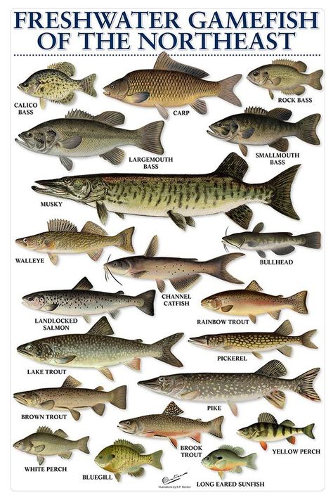 Freshwater Fish Chart Vitamin Chart, Fish Chart, Channel Catfish, Salt Water Fishing, Salt Water Fish, Bass Fishing Tips, Brown Trout, Fishing Knots, Types Of Fish