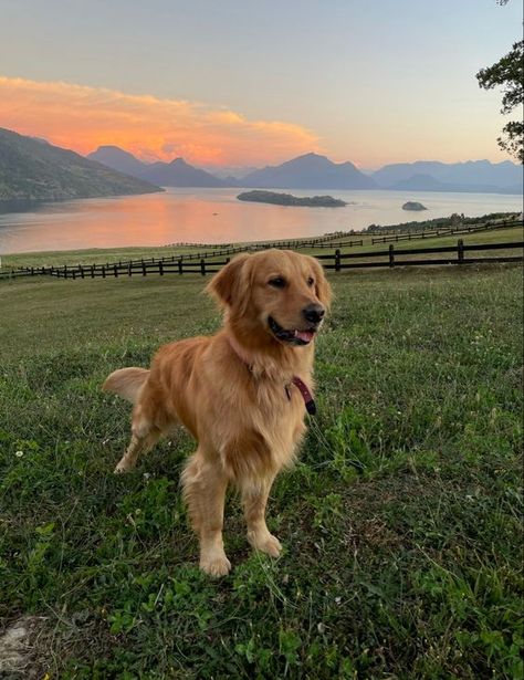 Chien Golden Retriever, Golden Labrador, Reactive Dog, A Golden Retriever, Very Cute Dogs, Really Cute Dogs, Best Dog Breeds, Golden Retriever Puppy, Dogs Golden Retriever