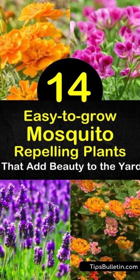 Plants That Repel Flies, Insect Repellent Plants, Diy Mosquito Repellent, Plants That Repel Bugs, Mosquito Repelling, Mosquito Plants, Tattoo Plant, Mosquito Repelling Plants, Fly Repellant