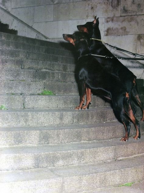 doberman aesthetic Guard Dog Aesthetic, Pincher Dog, Doberman Shepherd, Stop Dog Barking, Doberman Love, Dog Aesthetic, Doberman Pinscher Dog, Doberman Puppy, Guard Dog