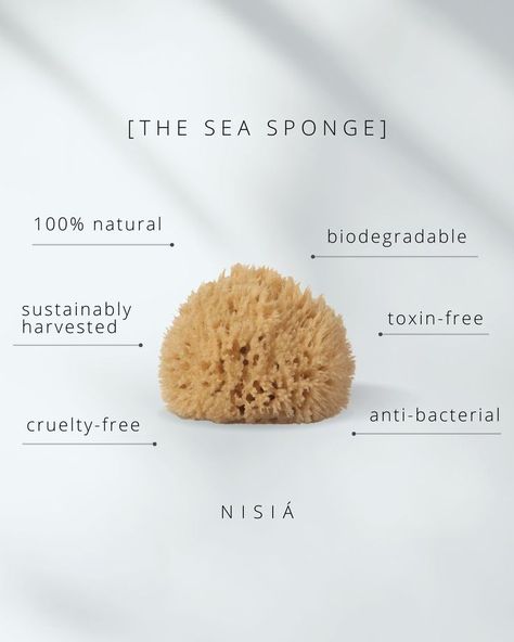 Nature, Natural Sea Sponge, Face Sponge, Natural Sponge, Sea Sponge, Shower Sponge, Cruelty Free Skin Care, Organic Skin, Esthetician