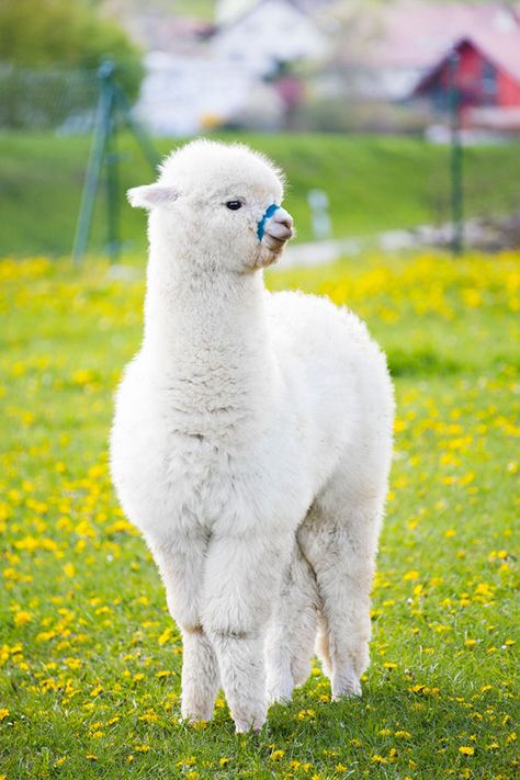 Is It A Cloud Or An Alpaca Lama Animal, Alpaca Pictures, Alpaca Funny, Llama Pictures, Cute Alpaca, Fluffy Cows, Llama Alpaca, Cute Llama, Baby Animals Funny