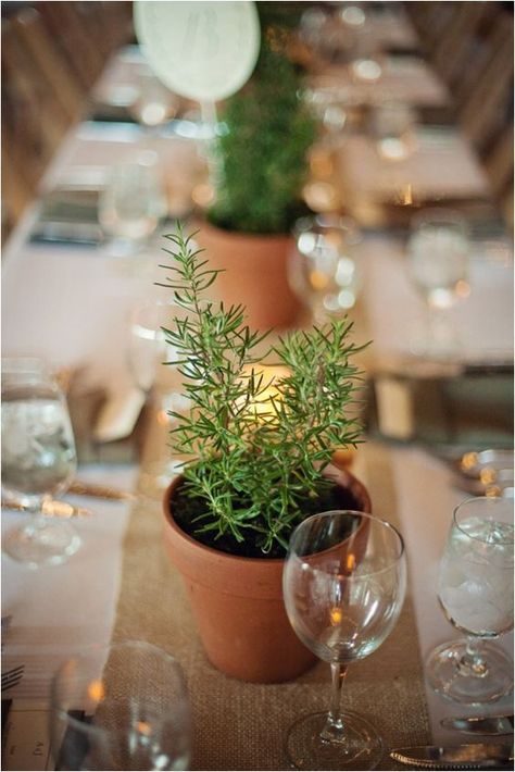 rustic potted plants wedding table decor / http://www.himisspuff.com/potted-plants-wedding-decor-ideas/10/ Herb Centerpieces, Thanksgiving Dinner Table Decorations, Herb Wedding, Plant Centerpieces, Baby Shower Decorations Neutral, Rustic Centerpiece, Thanksgiving Dinner Table, Plant Table, Maine Wedding