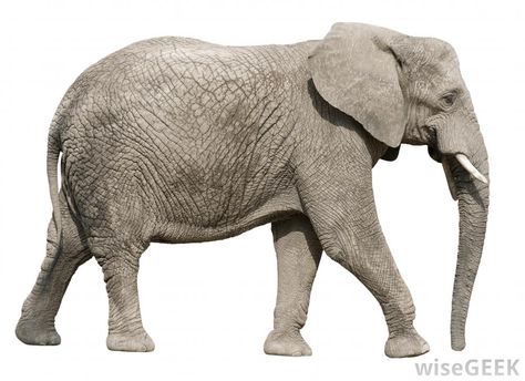 Why is the Elephant a Symbol of the Republican Party? Elephant Anatomy, Lion King Musical, Wild Animals Photos, Elephant Pictures, Elephants Photos, Photo Clipart, Elephant Sculpture, Elephant Logo, Elephant Love