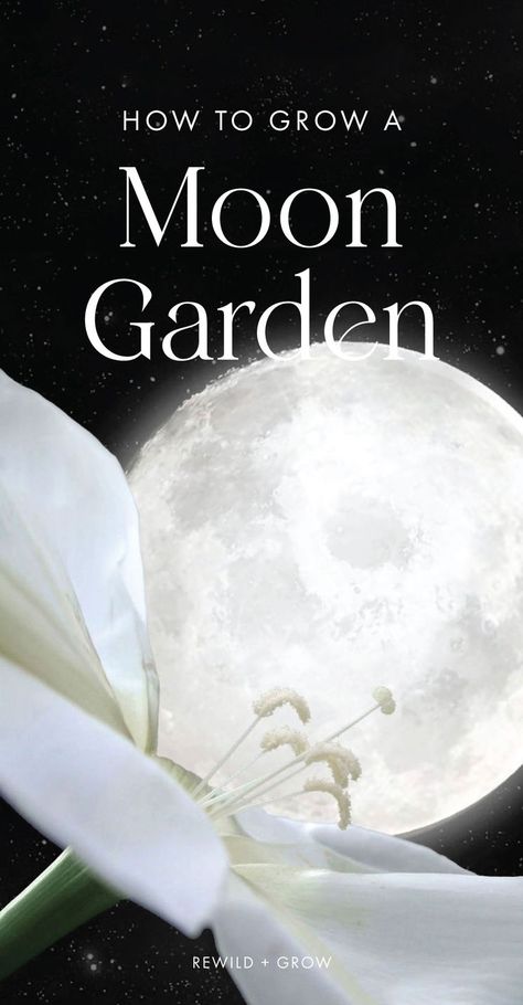 A moon garden is a medley of plants that emit a sweet aroma, attract nocturnal pollinators (like bats and moths), and illuminate under the night sky. Moon gardens are created for their healing and relaxing nighttime sensory experience. Witchy Garden, Night Blooming Flowers, Night Sky Moon, Goth Garden, Container Ideas, Witch Garden, Sky Moon, Moon Garden, Night Garden