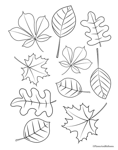 Fall leaves preschool coloring pages. Different designs, really cute. Fall Leaves Preschool, Leaves Coloring Pages, Leaves Coloring, Fall Leaves Coloring Pages, Fall Coloring Sheets, Printable Leaves, Leaf Coloring Page, Autumn Leaf Color, Fall Coloring