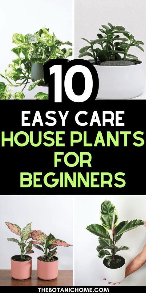 10 Easy To Care For Plants (Even Beginners Can Keep Alive!) - The Botanic Home Easy Inside Plants, Potting Plants For Beginners, Plants For Beginners Indoor, Easiest House Plants To Keep Alive, Easiest Plants To Keep Alive Indoors, Easy To Care For House Plants, Easy Indoor Plants For Beginners, Beginner Plants Indoor, Best Indoor Plants For Beginners