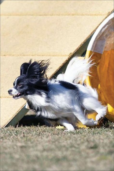 small athletic dog Dog Sports, Spanish Water Dog Puppy, Dogs In Water Photography, Sporty Dog, Athletic Dogs, Lap Dogs, Dog Activities, Feeling Sick, Sporting Dogs