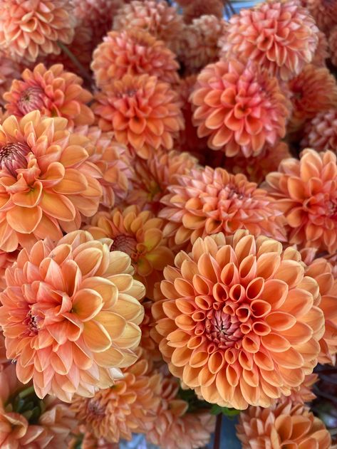 Dhalia Aesthetic Bouquet, Orange Dahlias, Orange Dahlia, Autumn Florals, Fresh Flower Market, Late Summer Weddings, Back Garden Design, Skin Color Palette, Burgundy Flowers