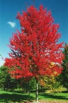 Acer glabrum ~ Rocky Mountain Maple ~ zone: 3 ~ size: 20' Tall and 15' W Colorado Homestead, Maple Tree Landscape, Colorado Gardening, Autumn Blaze Maple, Plant Reference, Acer Rubrum, Plant Types, Landscape Layout, Red Maple Tree